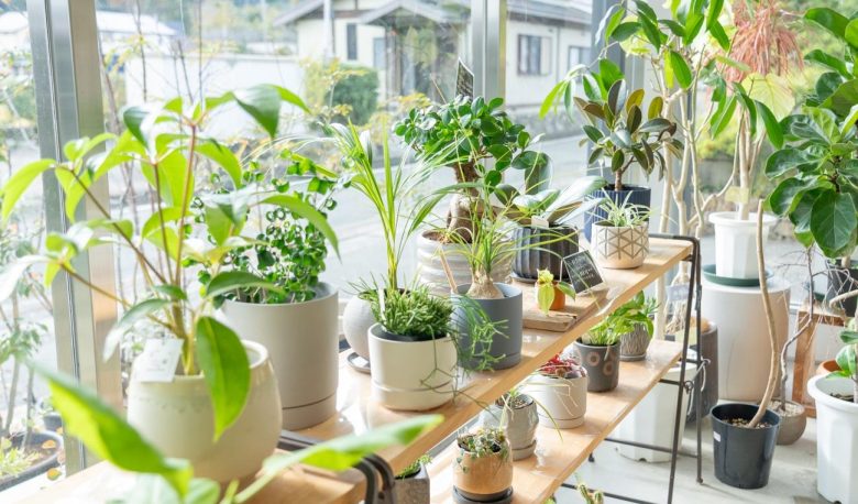 観葉植物をすぐ枯らしてしまう…育て方で気をつけるポイントとは？観葉植物ビギナーにおすすめの植物も【植物のある暮らし #1】
