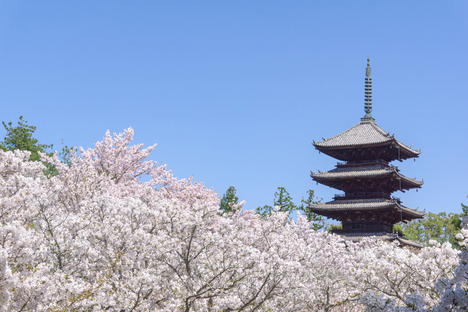 京都は一人暮らし物件の需要が高い？おすすめエリアや人気の設備は？
